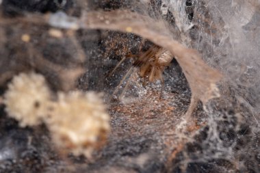 Latrodectus geometriksi türünün dişi kahverengi dulu yumurta torbanızı koruyor.