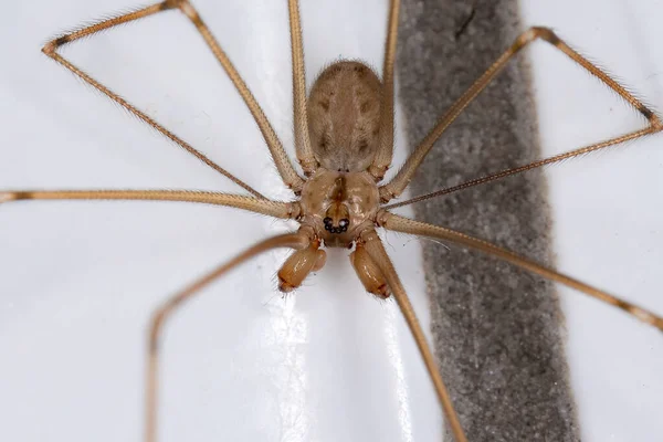 Ausgewachsene Männliche Kurzkörper Kellerspinne Der Art Physocyclus Globosus — Stockfoto