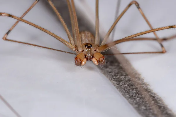 Adulto Macho Aranha Adega Corpo Curto Espécie Physocyclus Globosus — Fotografia de Stock