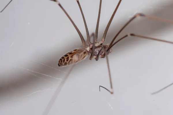 Adulto Masculino Pálido Papai Pernas Longas Aranha Espécie Smeringopus Pallidus — Fotografia de Stock