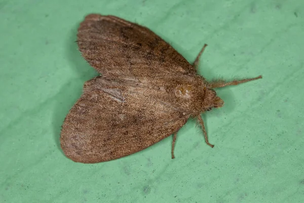 Polilla Adulta Pequeña Orden Lepidoptera —  Fotos de Stock