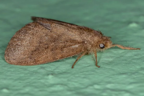 Polilla Adulta Pequeña Orden Lepidoptera —  Fotos de Stock