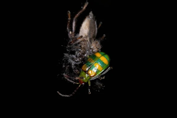 Adulto Masculino Saltando Araña Del Género Frigga Devorando Escarabajo Cucurbit — Foto de Stock