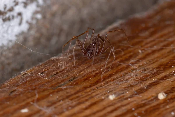 Brown Spitting Spider Genus Scytodes — Stock Photo, Image