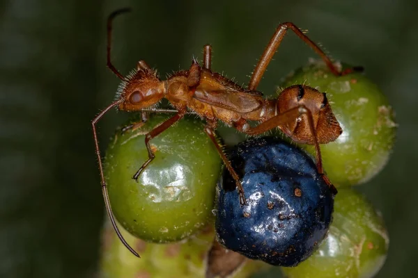 Broad Headed Bug Nymph Subfamily Alydinae — Stock Photo, Image