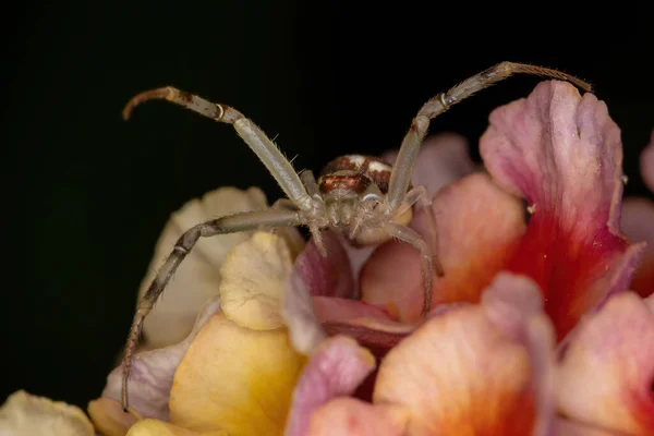 Aranha Caranguejo Pequena Família Thomisidae — Fotografia de Stock