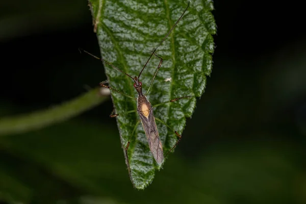 Dorosły Zabójca Bug Rodzaju Zelus — Zdjęcie stockowe