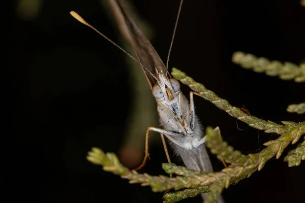 Dospělý Motýl Čeledi Nymfalidae — Stock fotografie