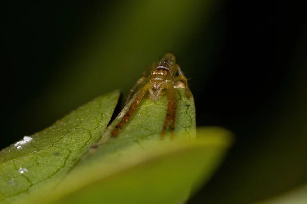 Μικρή Αράχνη Καβουριών Της Οικογένειας Thomisidae — Φωτογραφία Αρχείου