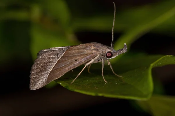 Polilla Adulta Familia Erebidae —  Fotos de Stock