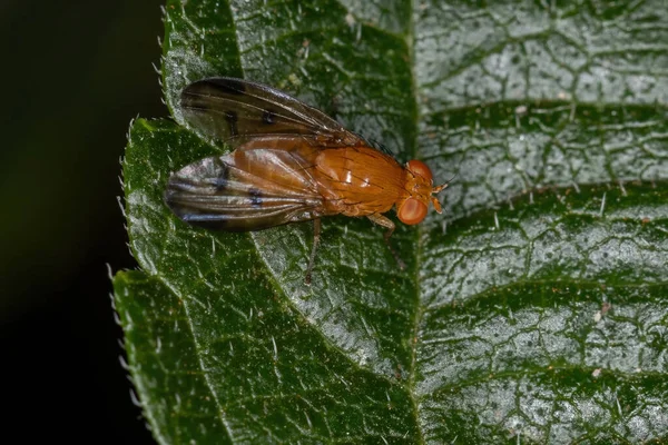 Дорослий Lauxaniid Fly Сімейства Lauxaniidae — стокове фото