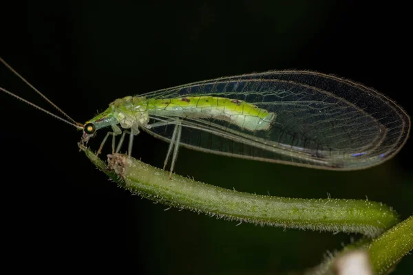 Typisch Groene Vleugel Van Stam Leucochrysini — Stockfoto