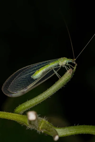 Typisch Groene Vleugel Van Stam Leucochrysini — Stockfoto