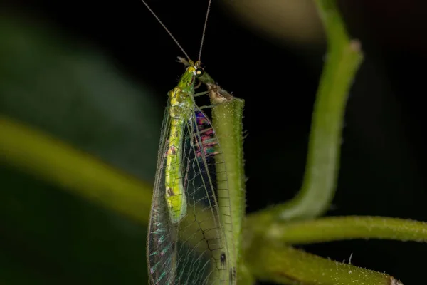 Yetişkin Tipik Yeşil Lacewing Kabile Leucochrysini — Stok fotoğraf