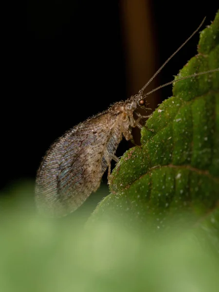 Взрослые Коричневые Прорези Вида Nusala Tessellata — стоковое фото