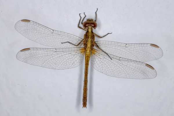 Insecte Dragonlet Adulte Genre Erythrodiplax — Photo