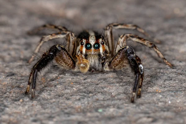 Pantropický Skákající Pavouk Druhu Plexippus Paykulli — Stock fotografie