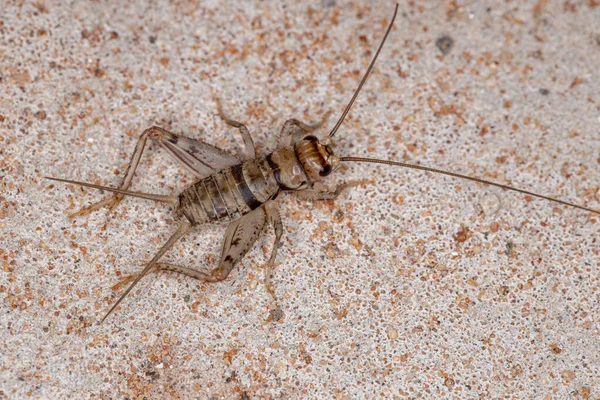 Genus Gryllodesの小さなフィールドクリケット — ストック写真