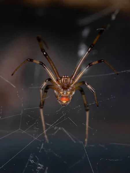 Самка Adult Brown Widow Вида Latrodectus Geometricus — стоковое фото