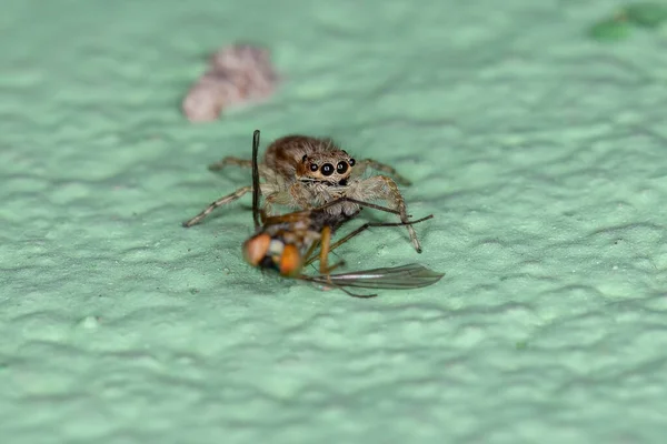 Kleine Graue Mauerspringspinne Der Art Menemerus Bivittatus Auf Der Jagd — Stockfoto