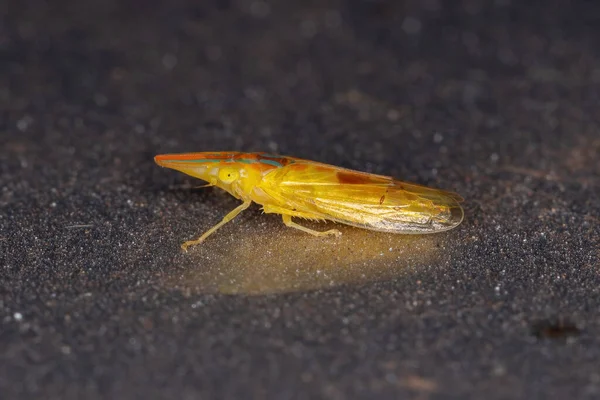 Adulto Leafhopper Típico Gênero Krocolidia — Fotografia de Stock