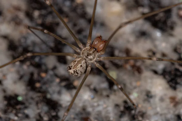 Θηλυκό Αρσενικό Αράχνη Κοντό Σώμα Του Είδους Physocyclus Globosus — Φωτογραφία Αρχείου