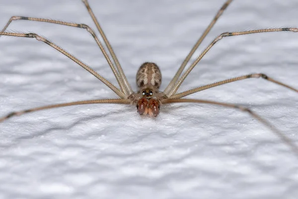 Macho Adulto Bodega Cuerpo Corto Araña Especie Physocyclus Globosus — Foto de Stock