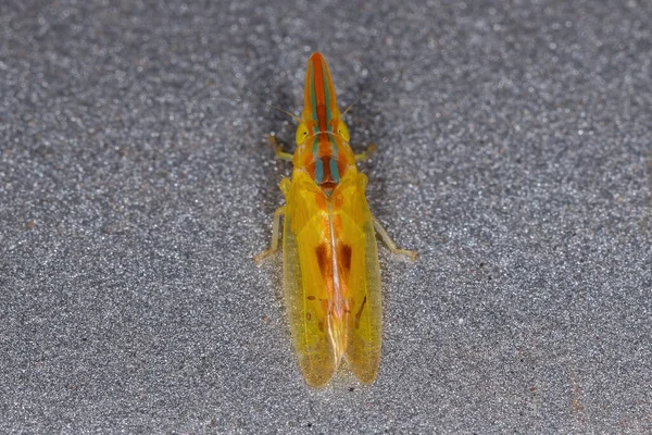 属名クロコリディアの成虫の典型的なリーフホッパー — ストック写真