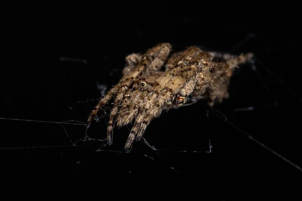 Aranhas Adultas Família Araneidae — Fotografia de Stock