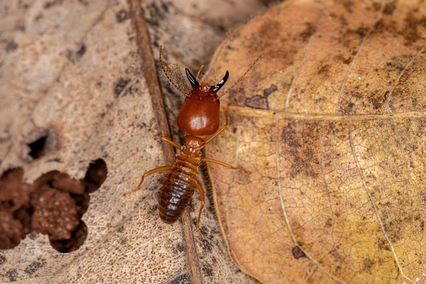 Termite Musquée Adulte Espèce Syntermes Molestus — Photo