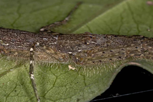 Ενηλίκων Bark Hunter Spider Genus Senoculus — Φωτογραφία Αρχείου