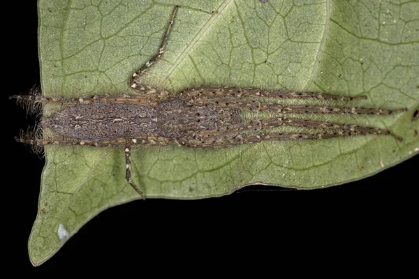 Cazador Corteza Adulto Spider Genus Senoculus — Foto de Stock