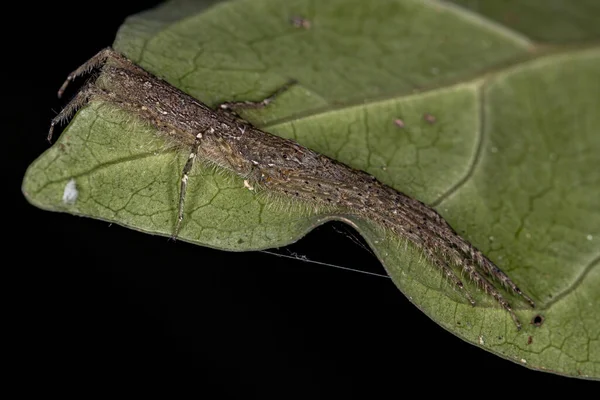 Cazador Corteza Adulto Spider Genus Senoculus — Foto de Stock