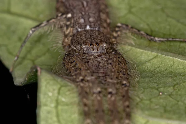 Senoculus Cinsinden Yetişkin Ağaç Kabuğu Avcısı Örümcek — Stok fotoğraf
