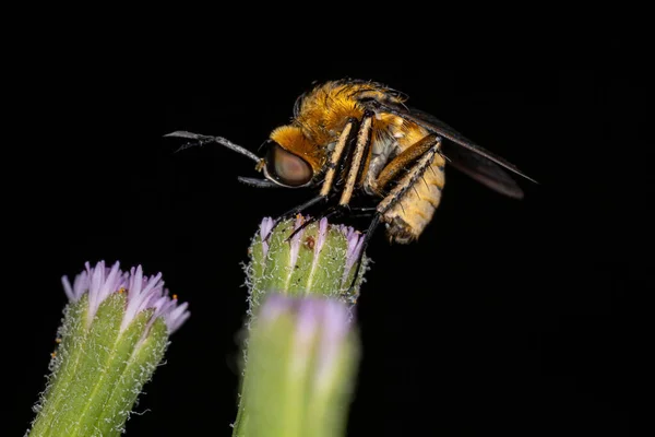 Adult Bee Fly Subfamily Toxophorinae — Stock Photo, Image