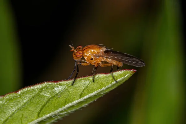 Adult Lauxaniid Fly Της Οικογένειας Lauxaniidae — Φωτογραφία Αρχείου