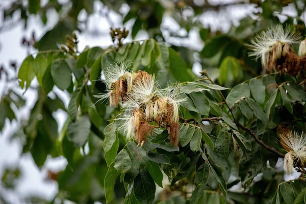 Σάκι Σακ Μπιν Δέντρο Της Genus Inga — Φωτογραφία Αρχείου