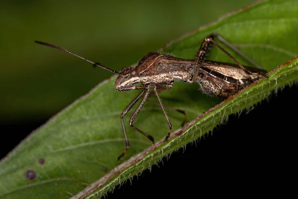 Adult Broad Headed Bug Species Neomegalotomus Parvus — Stock Photo, Image