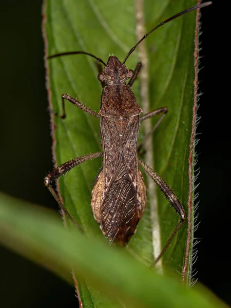 Bug Cabeza Ancha Adulto Especie Neomegalotomus Parvus — Foto de Stock