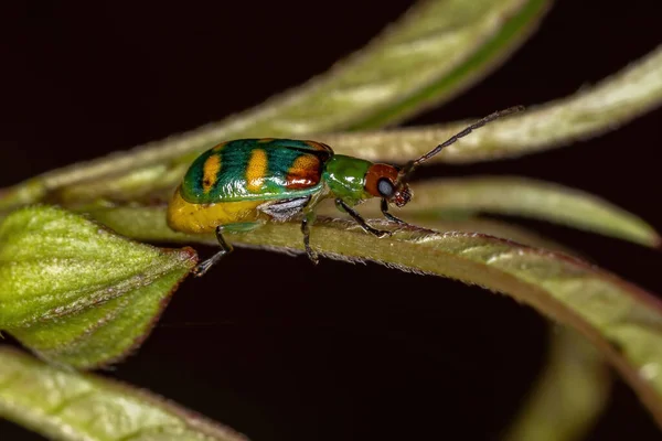 Kumbang Daun Dewasa Spesies Diabrotica Speciosa — Stok Foto