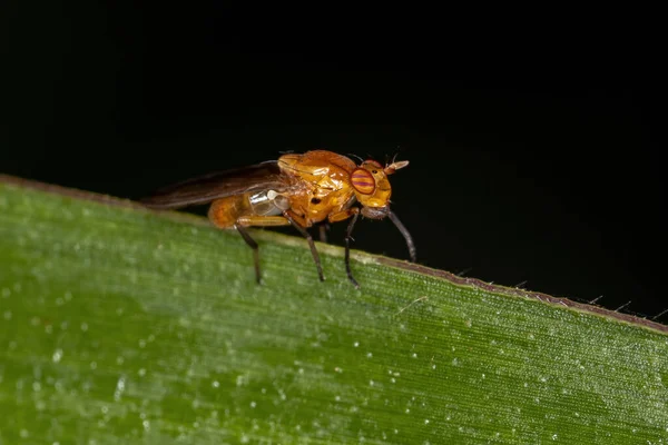 Mosca Lauxaniida Adulta Família Lauxaniidae — Fotografia de Stock