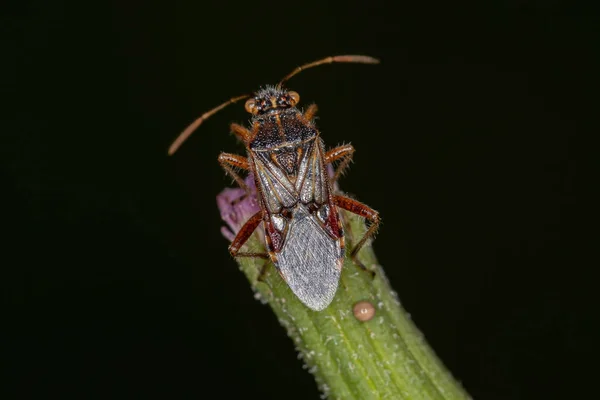 Roślina Bezzapachowa Dla Dorosłych Bug Podrodziny Rhopalinae — Zdjęcie stockowe