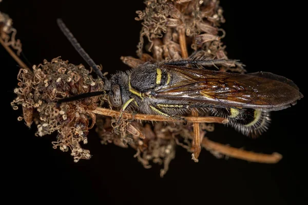 Altfamilya Kampsomerinae Den Yetişkin Scoliid Wasp Bir Çiçekte — Stok fotoğraf