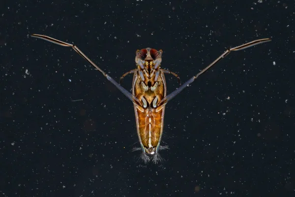 Tipik Notonectidae Ailesi Yüzücü Böceği — Stok fotoğraf