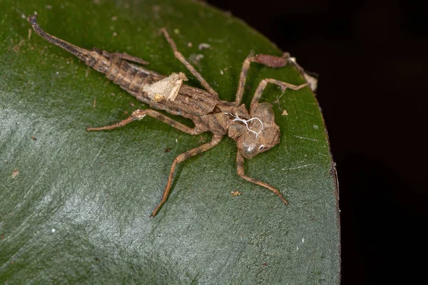 Mue Des Insectes Damselfly Sous Ordre Des Zygoptères — Photo