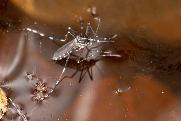 Adult Asian Tiger Mosquito Species Aedes Albopictus — Stock Photo, Image