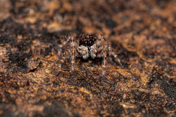 Pequena Aranha Saltadora Espécie Marma Nigritarsis — Fotografia de Stock