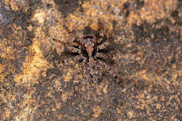 Малый Прыгающий Паук Вида Marma Nigritarsis — стоковое фото