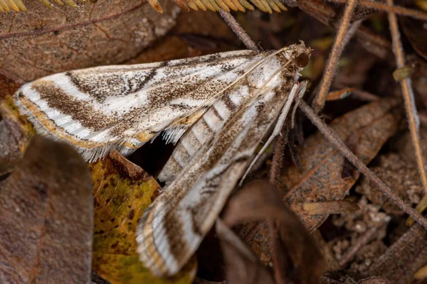 Dospělí Crambid Snout Moth Family Crambidae — Stock fotografie