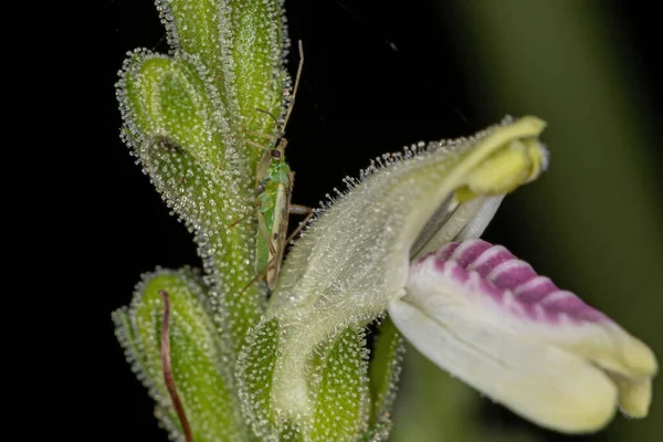 種の珍しいブラジルのセラード植物の花ユスティシアGlischrantha — ストック写真